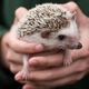 A woman handles a hedgehog on the first day of the Great Yorkshire Show near Harrogate in northern England on July 11, 2017.